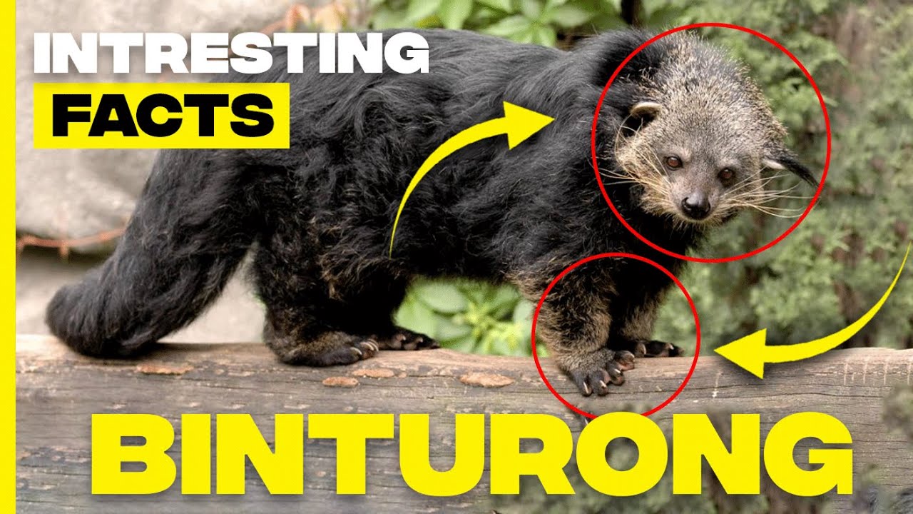Discovering Binturong: Facts About the Fascinating 'Bearcat