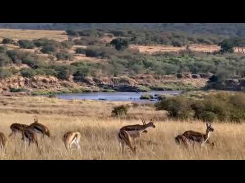 Discovery animals planet 2019