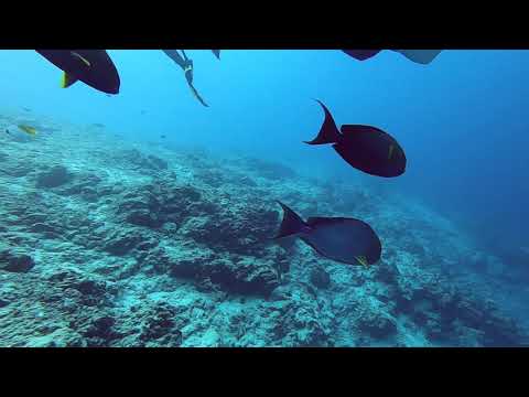 Dive #117 at Fuvahmulah, Maldives