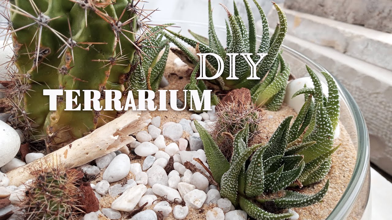 DIY 🌵Desert Terrarium🌵 | How to Make Your Own Terrarium for Beginners 🎍🪴