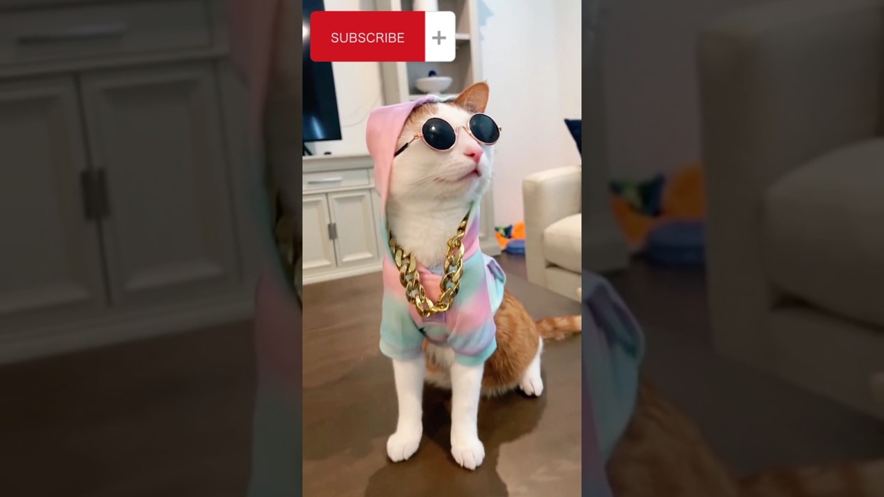 Dj Looks 😎😻🙀 #viral #youtube #trendingshorts #pets #meow #cat #dj
