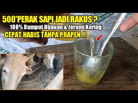D.K : Racikan ampuh bikin nafsu makan sapi jadi lebih lahap dan rakus minum !!