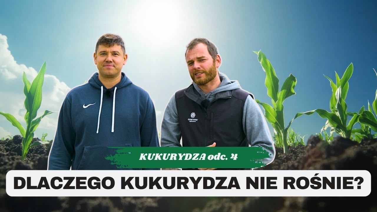 Dlaczego kukurydza tak WOLNO rośnie? Porady na faze 6 liści | e-pole