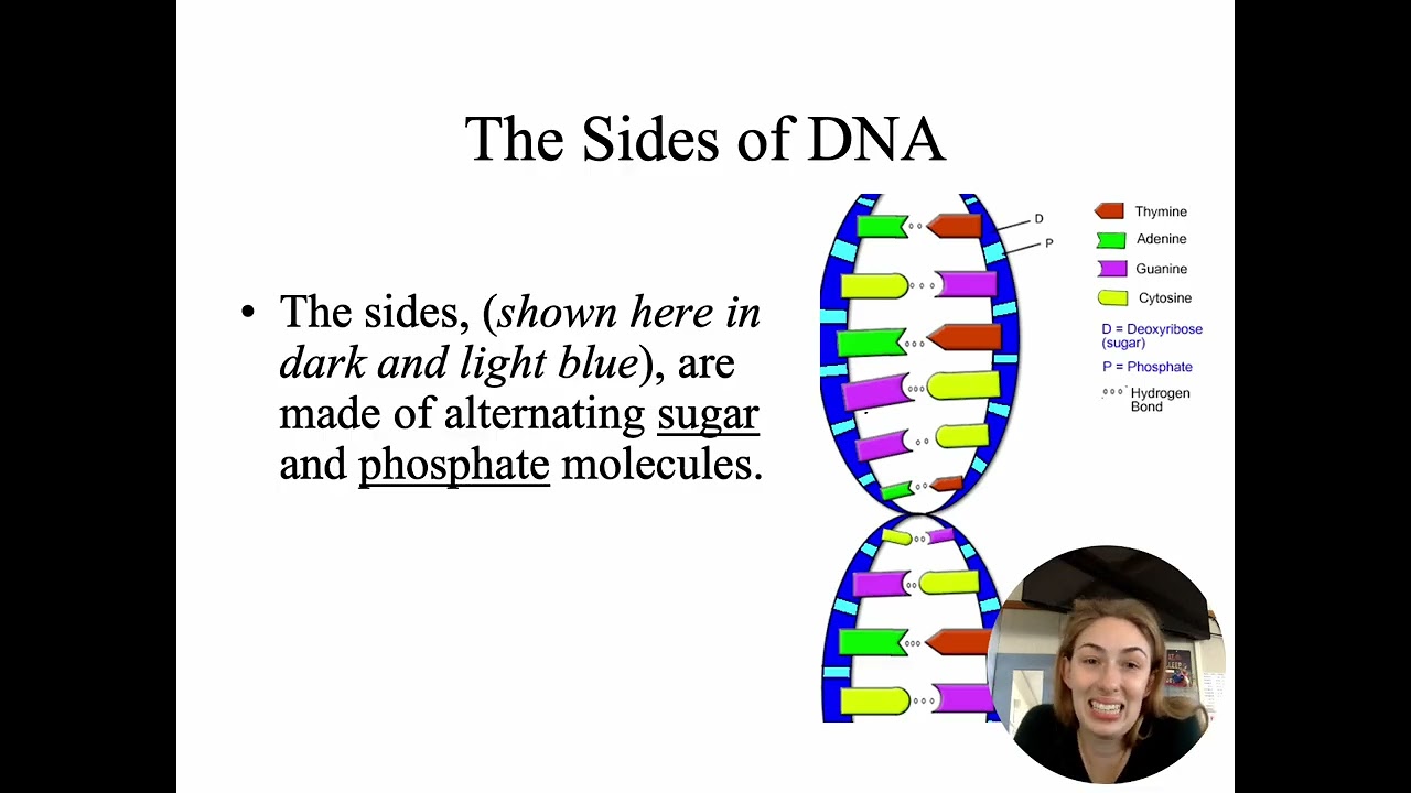 DNA PPT