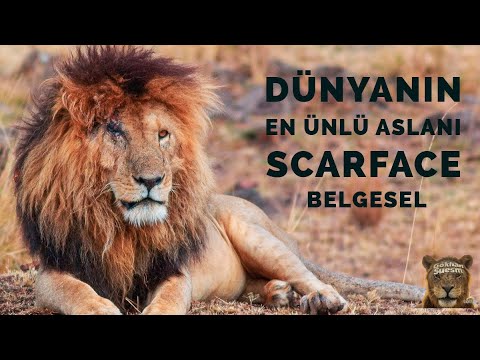 DÜNYANIN EN ÜNLÜ ASLANI - SCARFACE