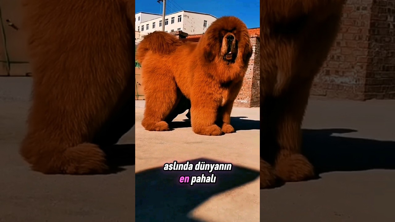 Dünyanın En Pahalı Köpeği: Tibet Mastifi ile Tanışın