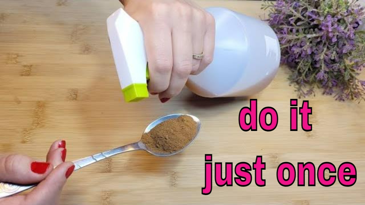 Do  this and you will never see flies and mosquitoes in your house again