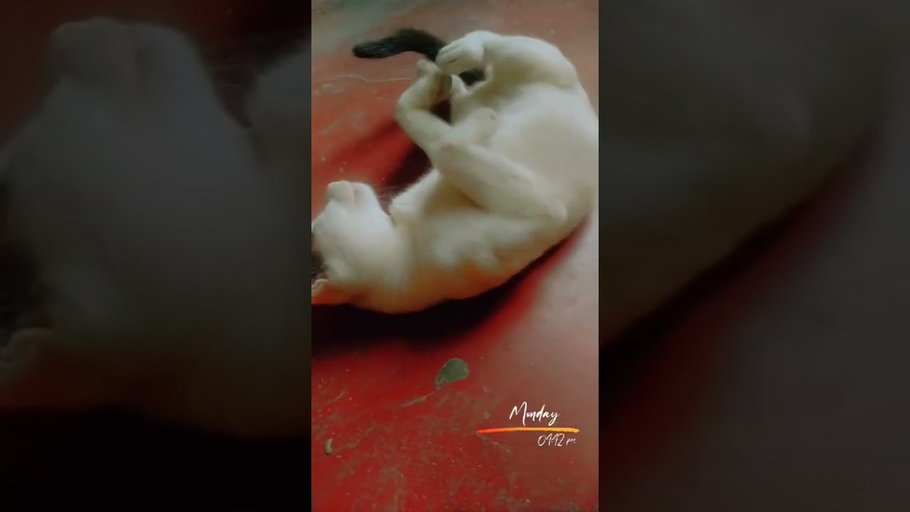 Do dil mil rahe hain #pusy ama rusichi #viral #short