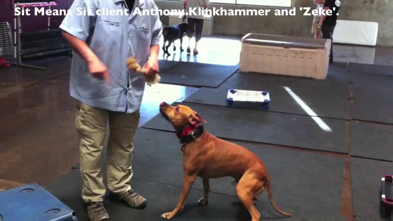 Do Pitbulls have locking jaws? - Of course not!