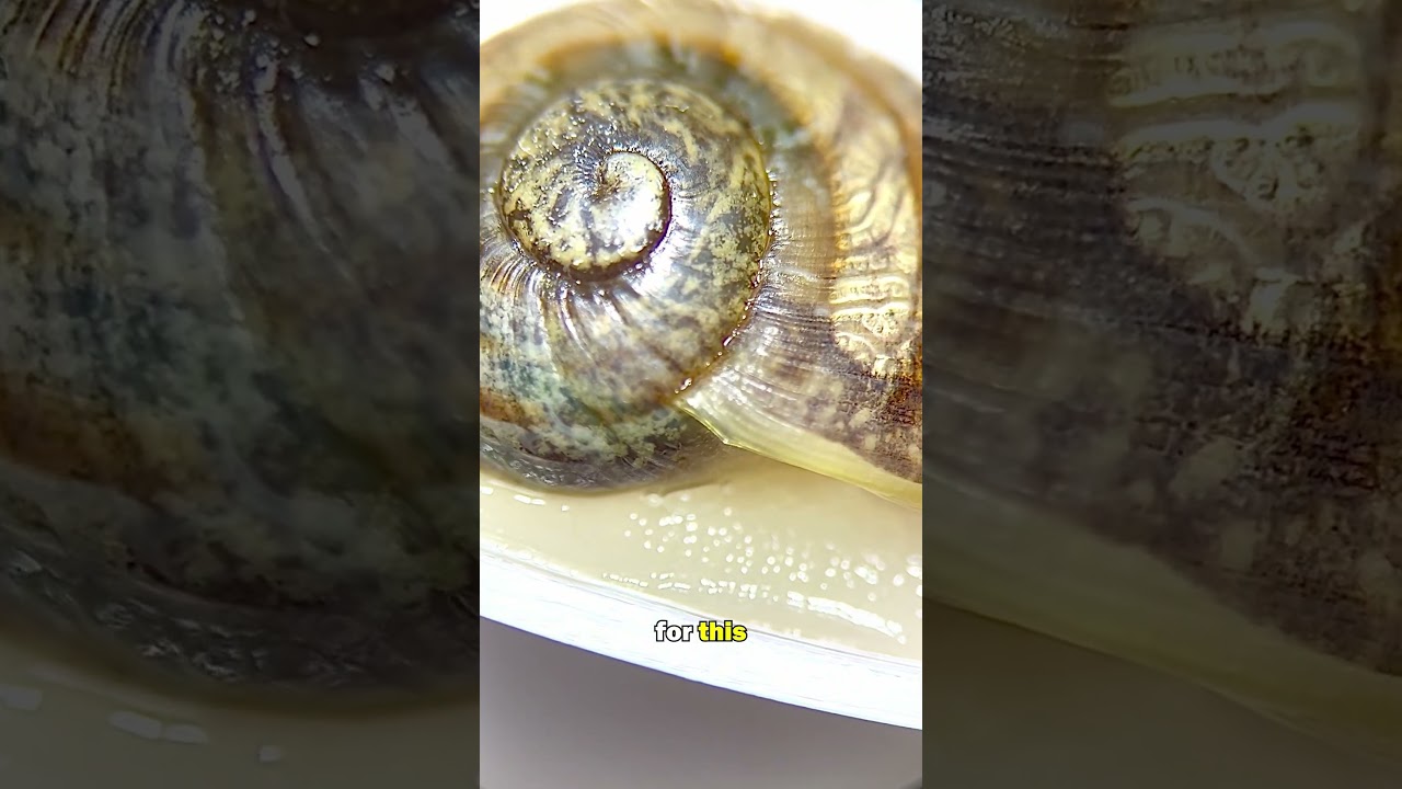 DO SNAILS HAVE TEETH?!