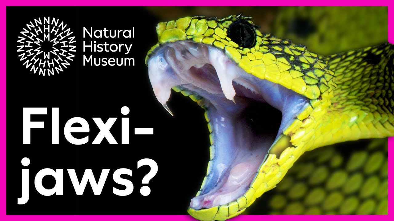 Do snakes unhinge their jaws to eat? | Surprising Science