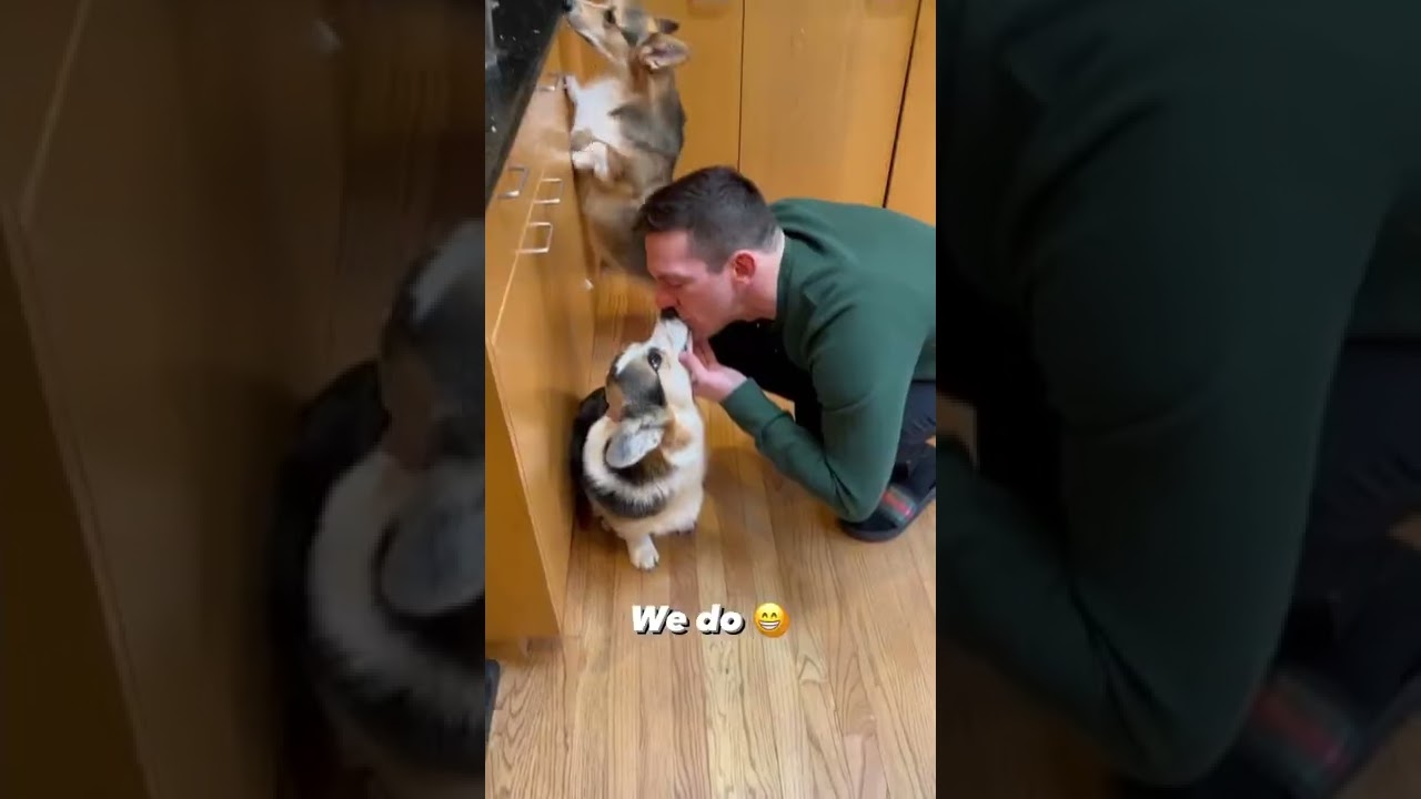 Do you kiss your dog on the mouth? #dogs #corgi #shorts ￼