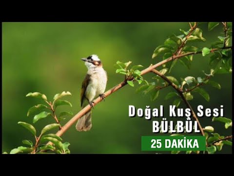 Doğal Kuş Sesi | RAHATLATICI TERAPİ (25dk.)