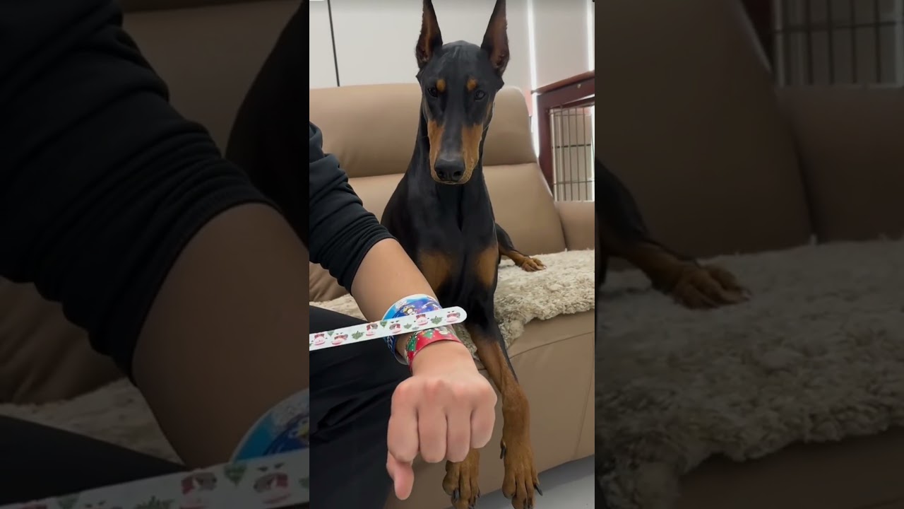Dober-doodle: Epic Toy Prank on Doberman! #DogPrank #FunnyPets #Doberman