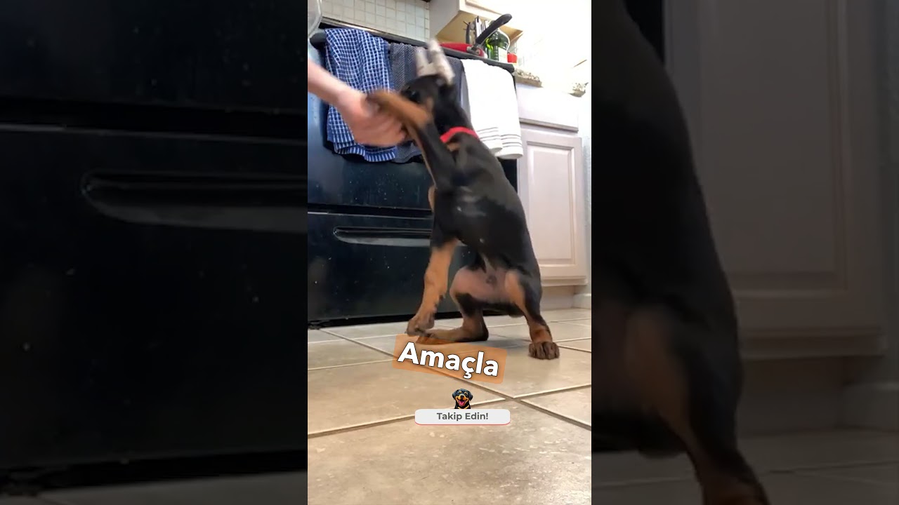 Doberman Köpek Irkı Hakkında BİLMEDİĞİNİZ 3 ŞEY..!
