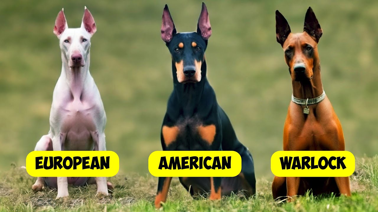 DOBERMAN PINSCHER TYPES  - 3 TYPES OF DOBERMANNS