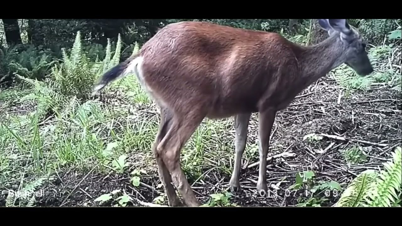 Does a deer fart in the forest?