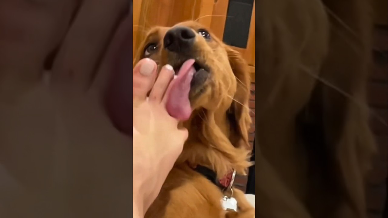 Does your dog lick its feet or bite❓👅🦶😈 #puppy #feet #toes #asmr