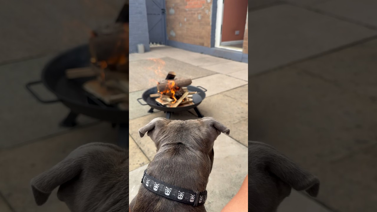 Dog and fire 🔥 🐶🔥#puppy #dog #dogbreed #fire #relaxingdog #staffy