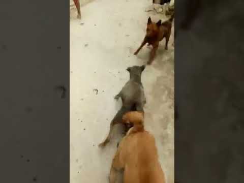 Dog attacked and interrupted while having sex