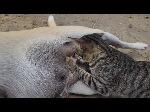 Dog breastfeeding a cat