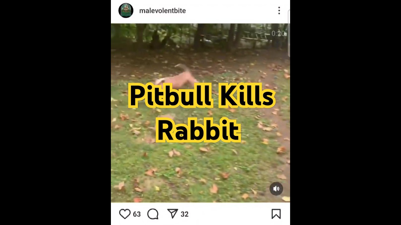 Dog Catches Rabbit 🐰🐶  #staffordshireterrier #amstaff #pitbull #rabbit #gamedogs  #hunting  #Terrier