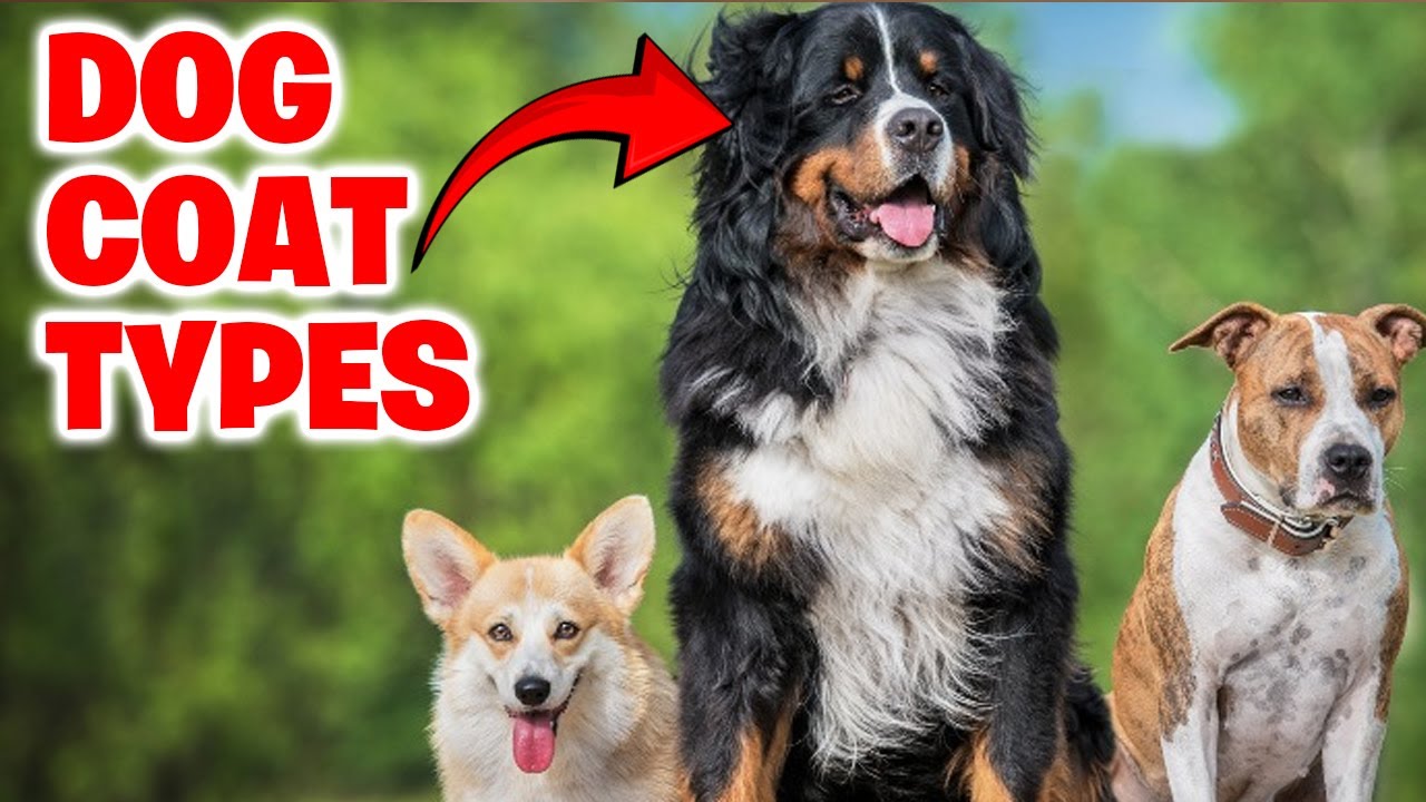 Dog Coat Types and How to Care for Them
