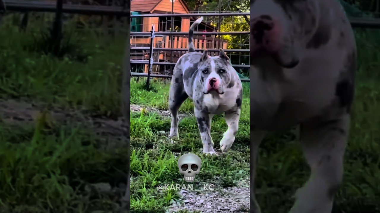 Dog crazy transformation💀🥶 #shorts #ytshorts #shortvideo