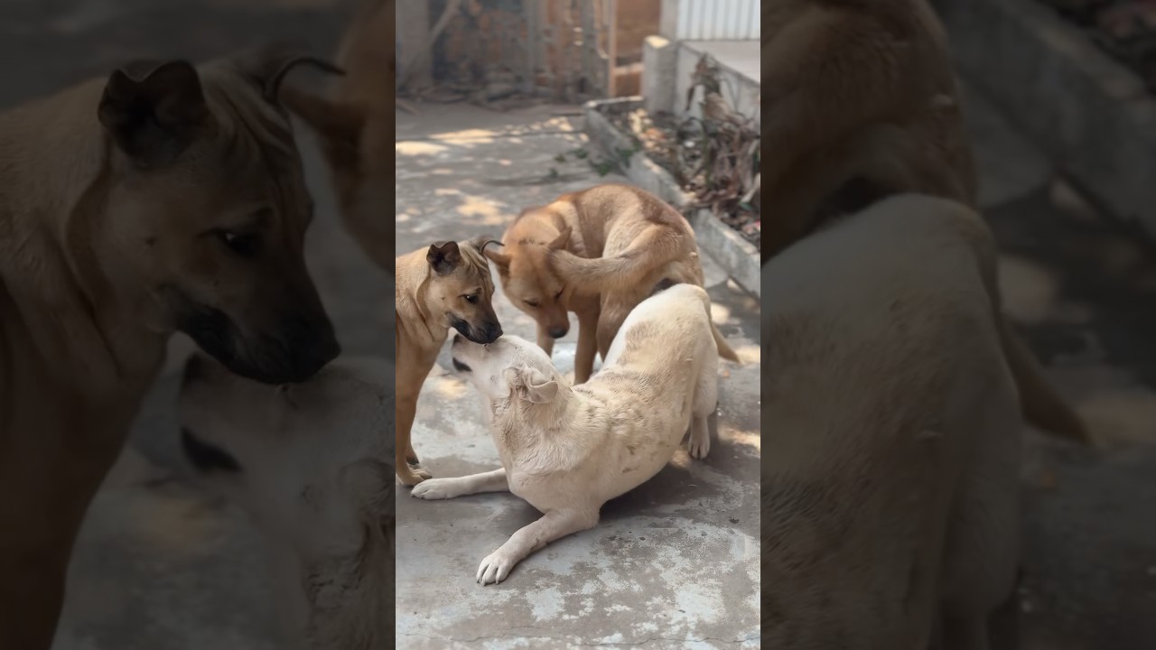 Dog #dog #dogfunny #animals #dogvideo