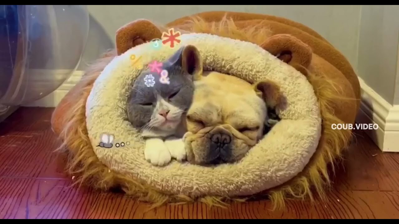 dog farts on cat face😂