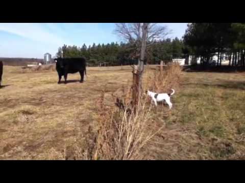 Dog get shocked by fence