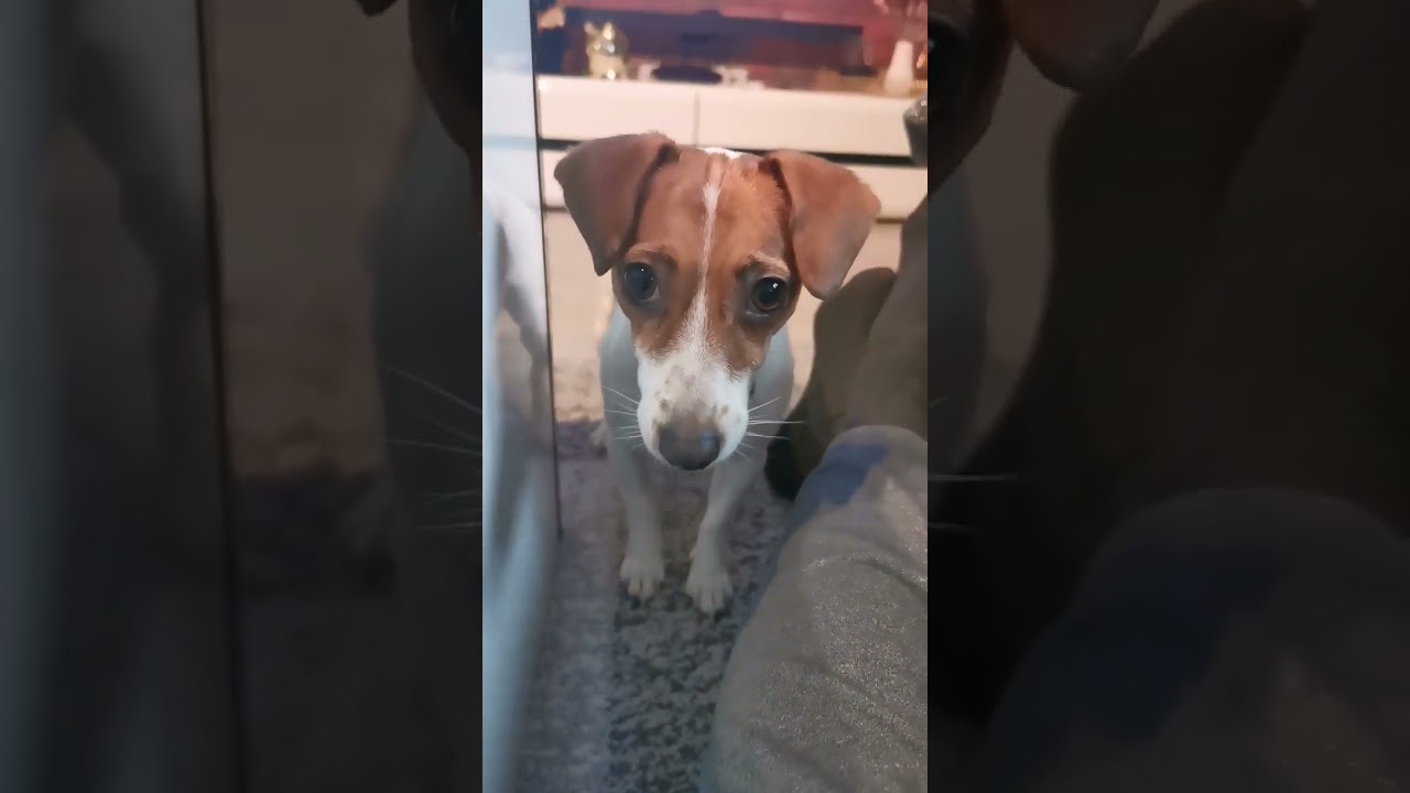 #dog #jrt #jrtlovers #jackrussellterrier #kiki #love