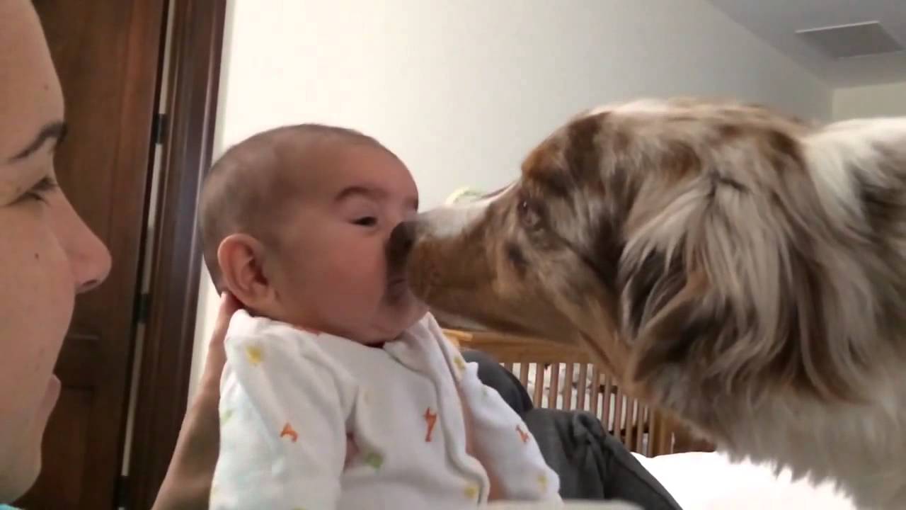 Dog kisses baby