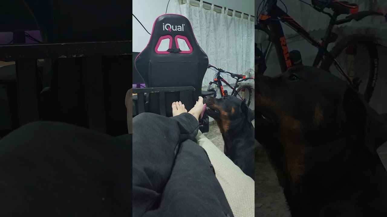 Dog lick my male feet after work