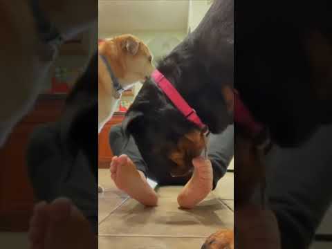 Dog licking girl feet