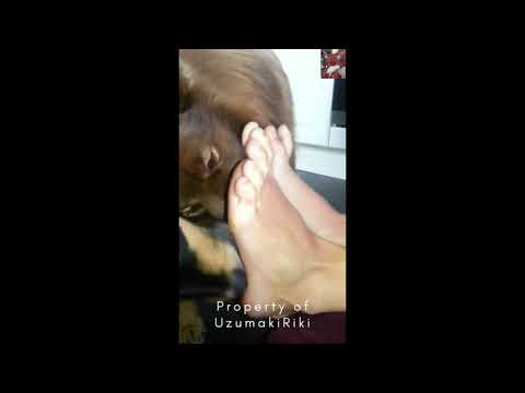 Dog licking girl feet