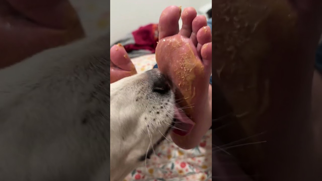 Dog licking my girlfriend’s peanut butter feet