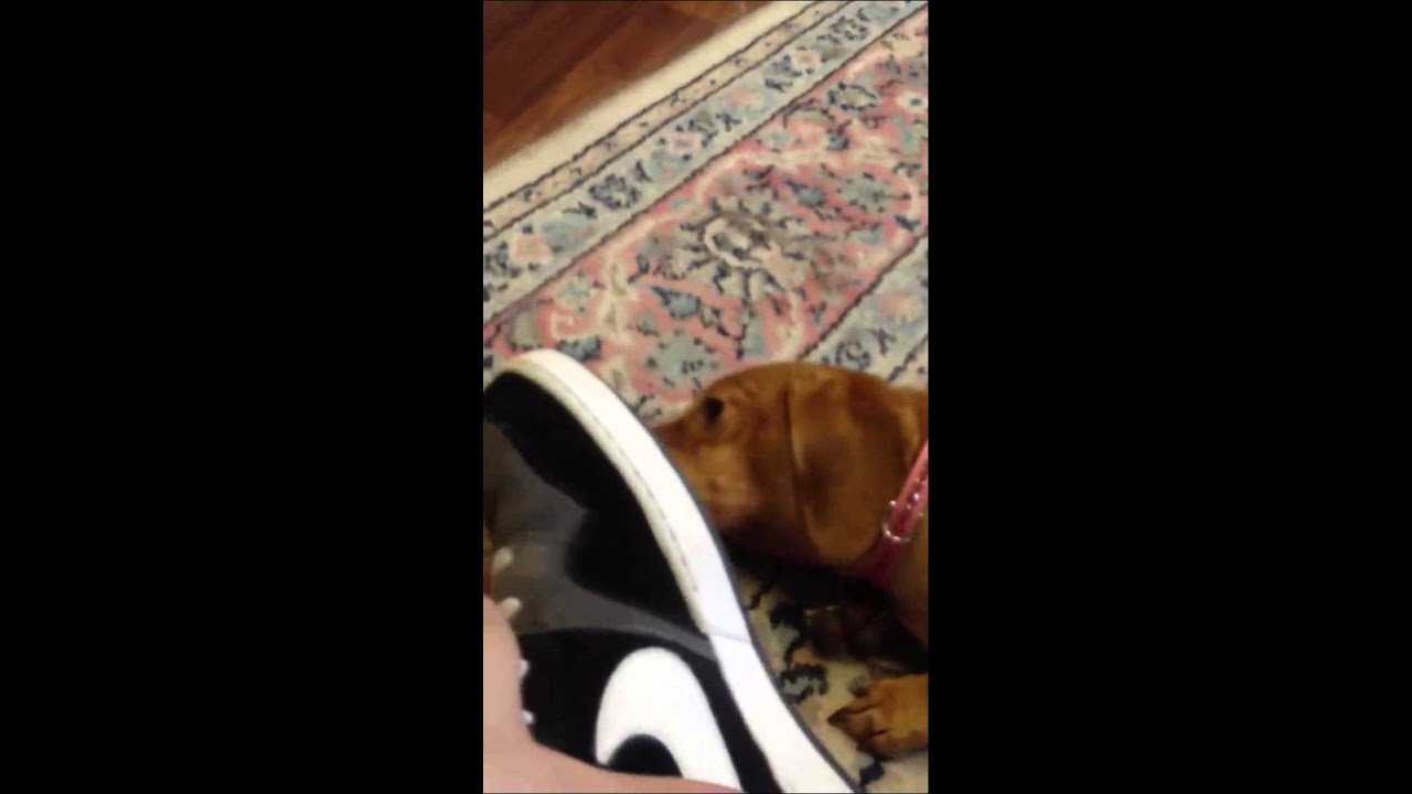 Dog licking my shoe