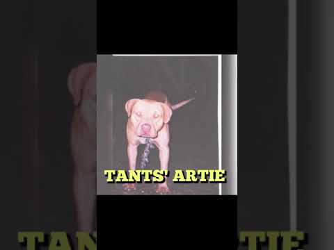 Dog of Note : Tant's Artie   #sportingdogs #apbthistory #gamedogs #gamebred #apbtlove