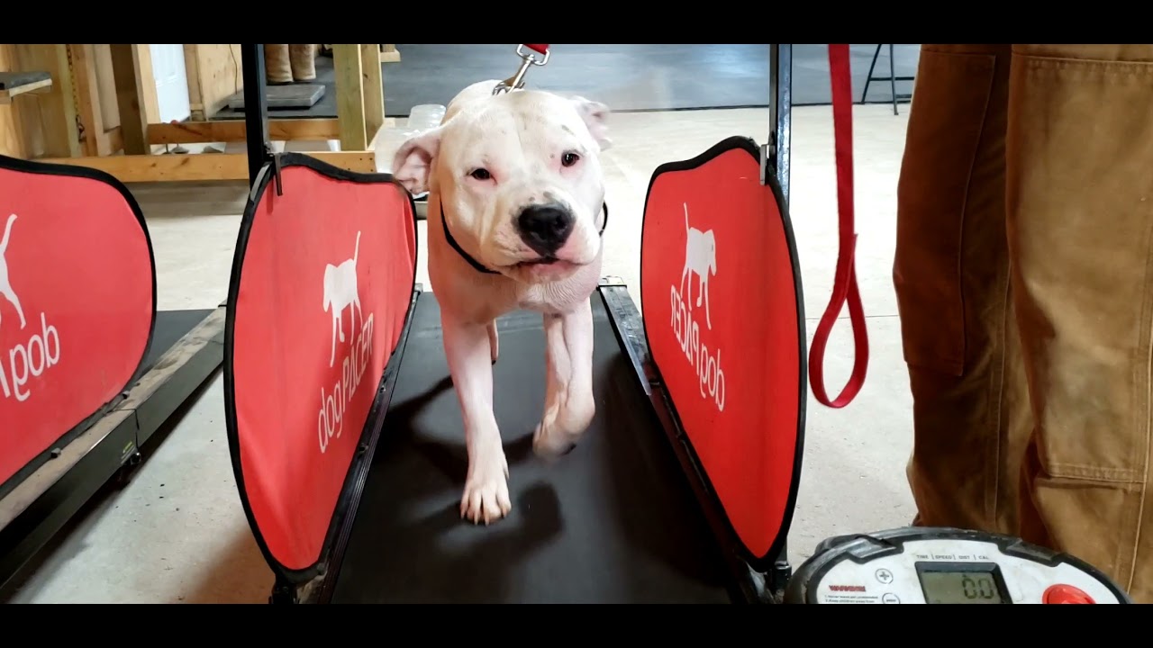 Dog Pacer Tread Mill Review