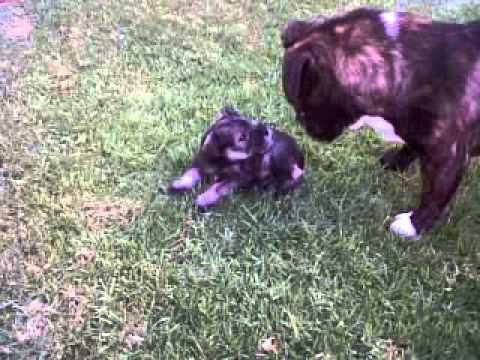 dog pee on puppy's face