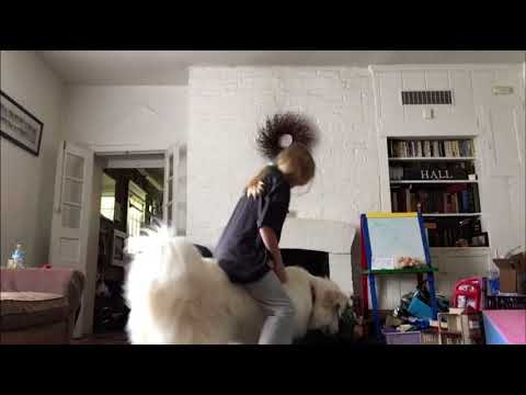 Dog riding 2