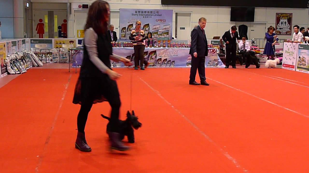 Dog Show AKC 20151205-3/6 Bull Terrier