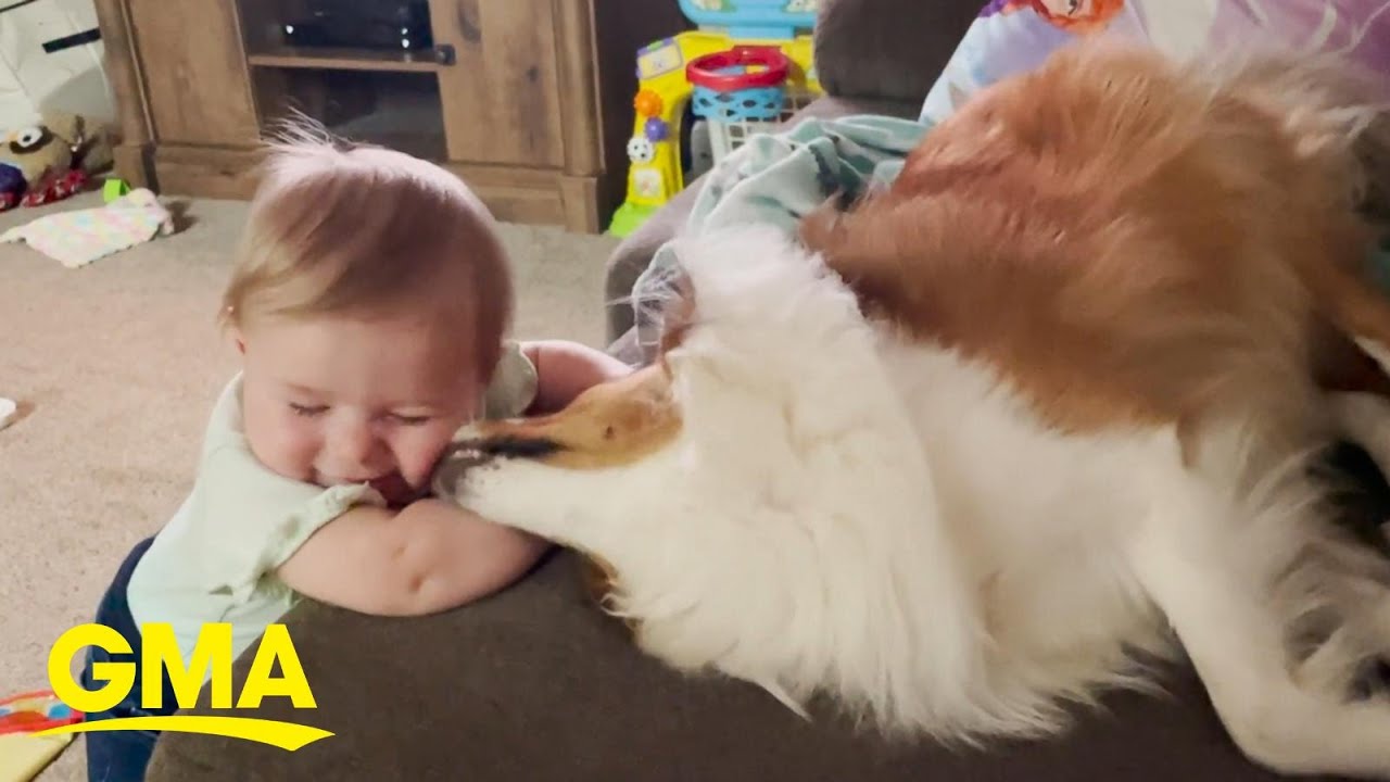 Dog showers baby best friend with tons of kisses | GMA