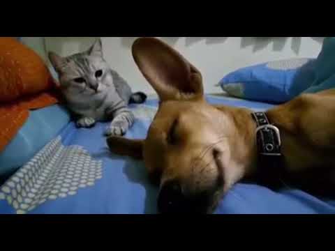 Dog Sleep Farting Makes Cat Angry