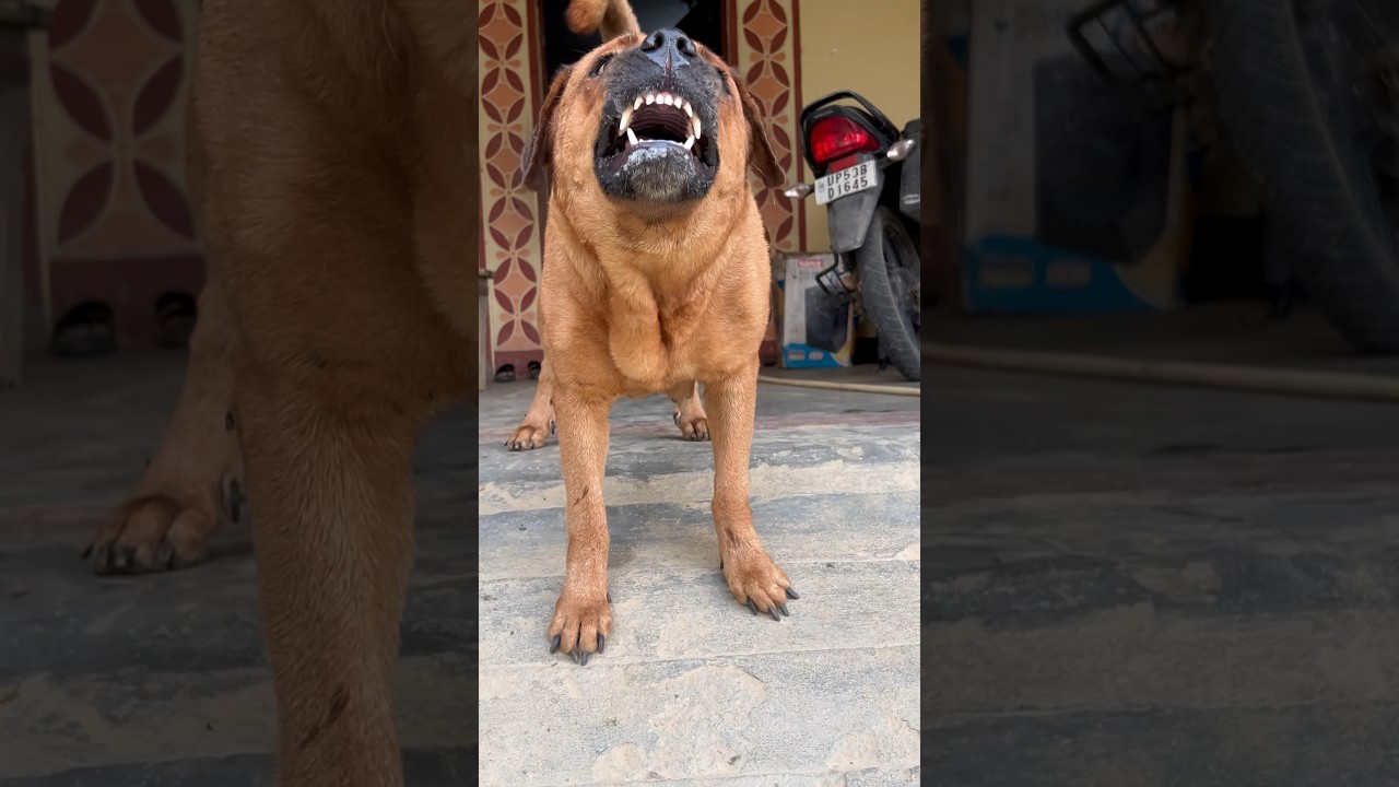 dog sound dog barking loud#shorts #viralshorts #trendingshorts