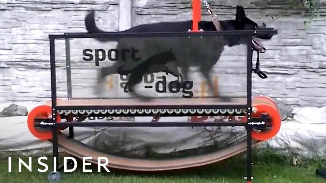 Dog Treadmills Help Keep Pups Fit