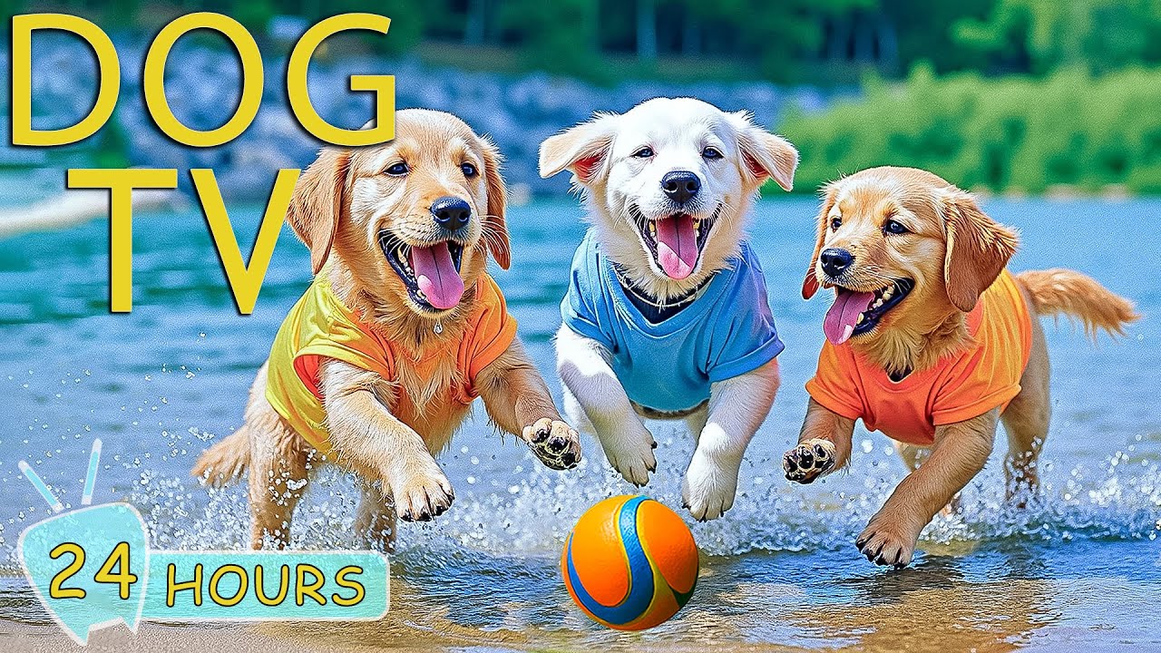 DOG TV: Best Anti-Anxiety Videos & Relax Music for Dogs Left Home Alone - Entertain Music for Dogs