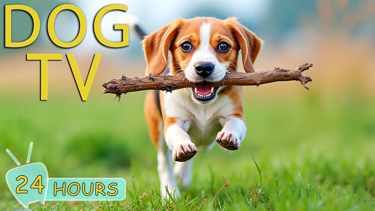 DOG TV: Video Entertain for Dogs to Watch to Calm Dogs Anxiety Home Alone - Best Music for Dogs