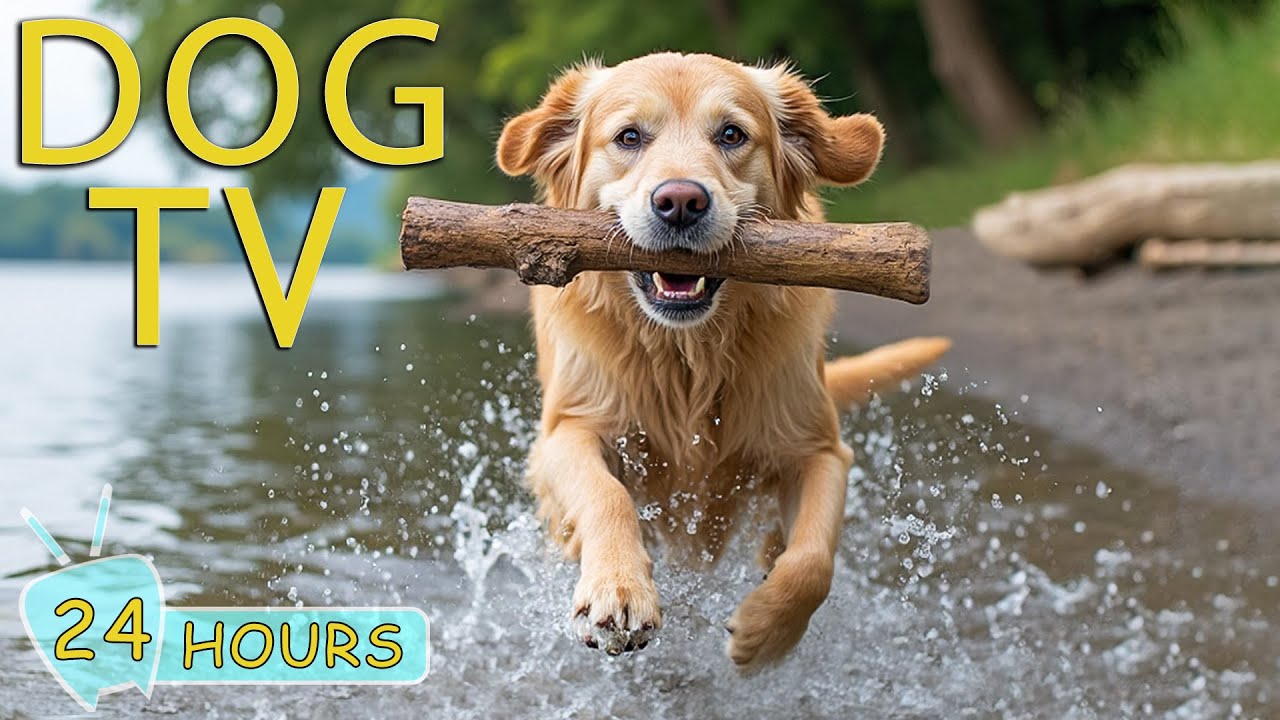 DOG TV: Video Entertain to Keep Your Dog Calm & Happy All-Day When Home Alone - Best Music for Dogs